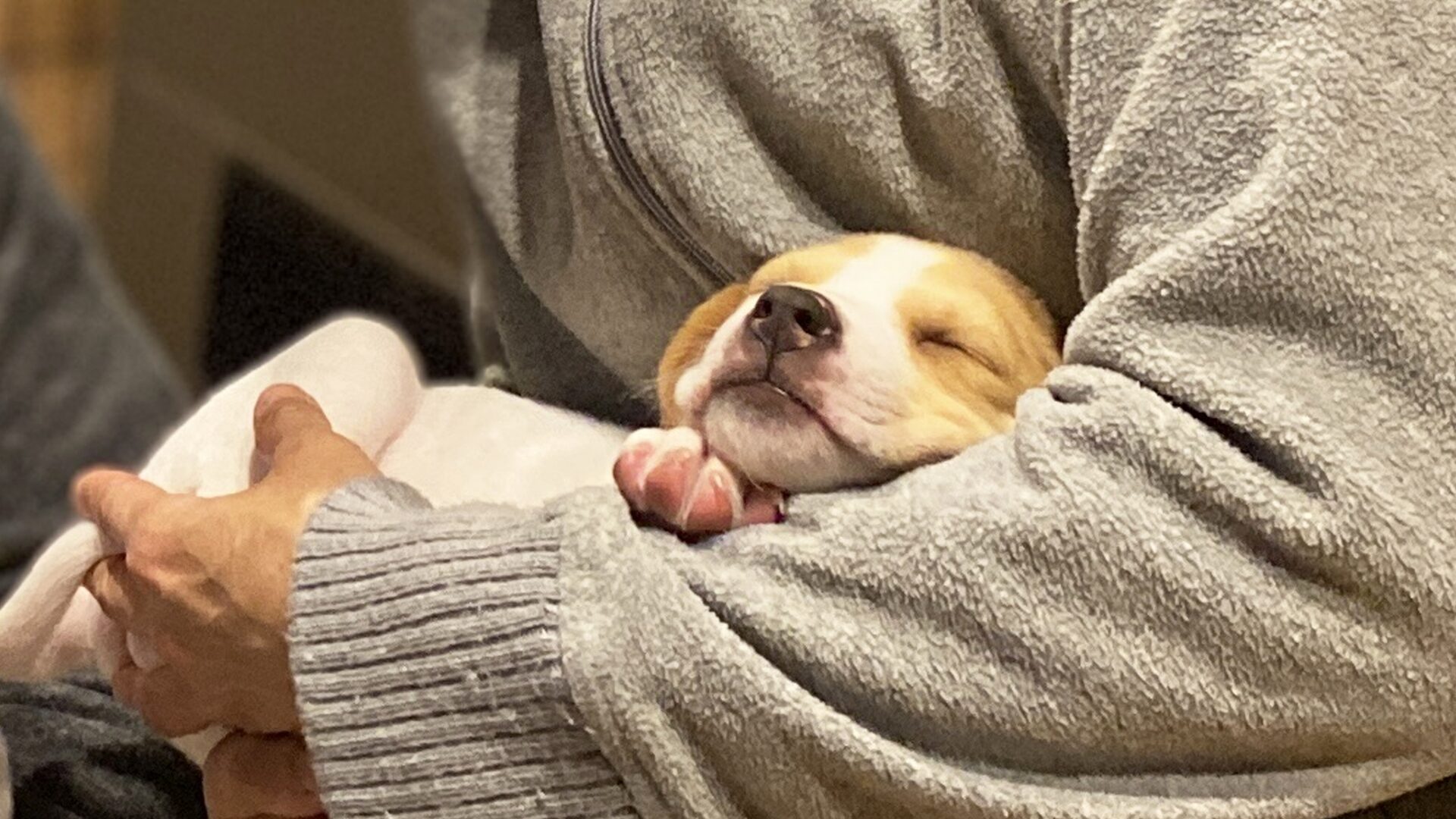 抱っこされている仔犬